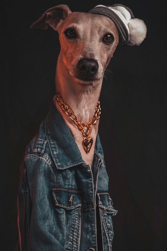 Hund Apollo auf Leinwand – Einzigartige Wandkunst für Hundeliebhaber